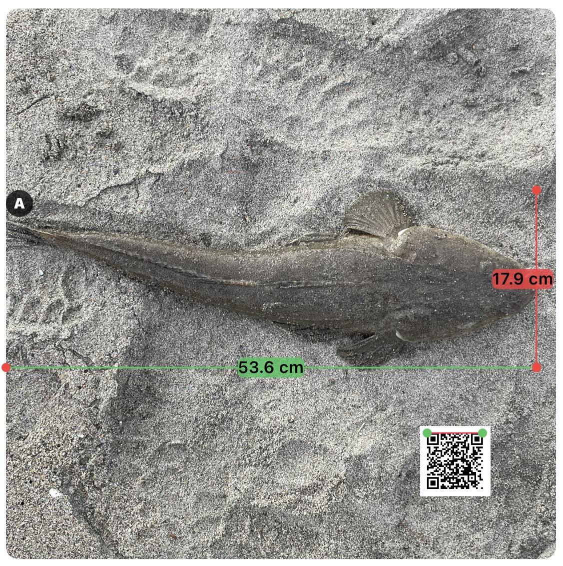 魚の写真に横幅53.6cm・縦幅17.9cmの測定線を重ねたサイスンの共有用画像
